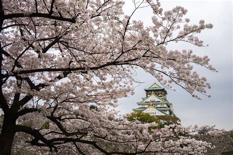 Osaka Cherry Blossoms – When and Where - Inside Osaka