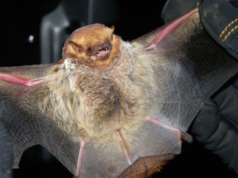 Seminole Bat - Virginia Wildlife Removal