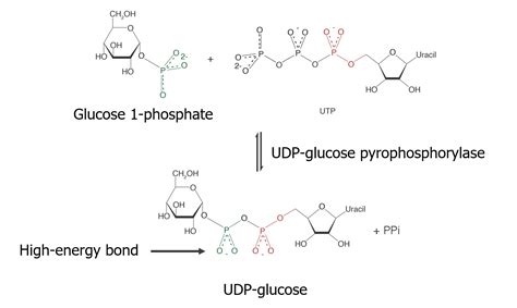 Glycogen Synthesis Pathway