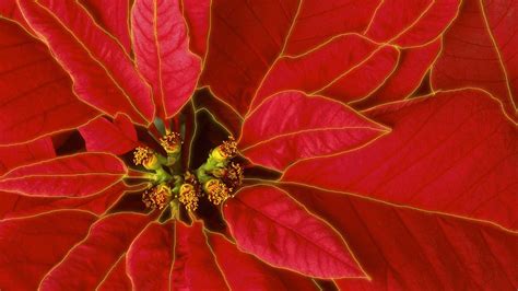 Poinsettia Wallpapers - Wallpaper Cave