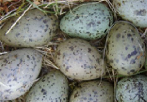 Coloring Herring Gull Eggs | Child Alaska