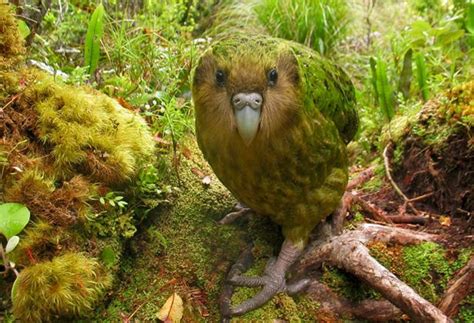 The Creature Feature: 10 Fun Facts About the Kakapo | WIRED