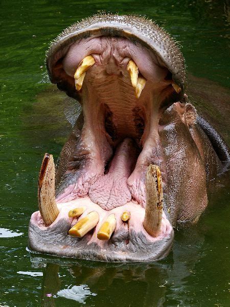 Hippopotamus Teeth - What are Hippo Teeth Made of? - Hippo Haven