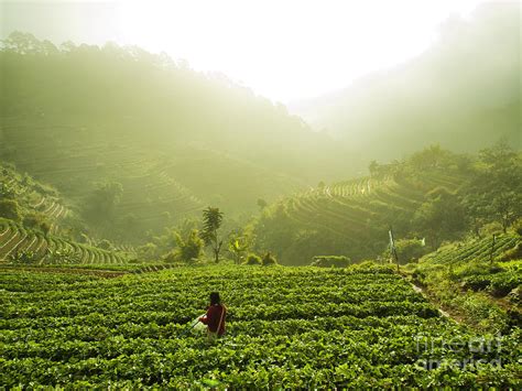 Strawberry cultivation #1 Photograph by Panupong Roopyai - Pixels