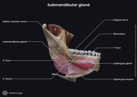 Salivary glands | Encyclopedia | Anatomy.app | Learn anatomy | 3D models, articles, and quizzes