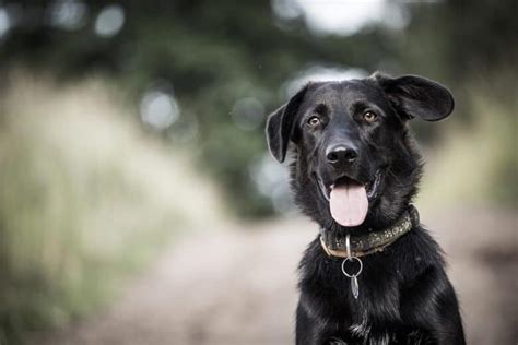 Are Border Collie Lab Mix Hypoallergenic