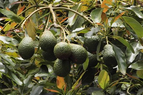 Avocado pollination — Science Learning Hub