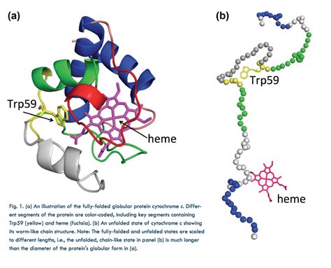 Unraveling Protein Folding - BioCAT