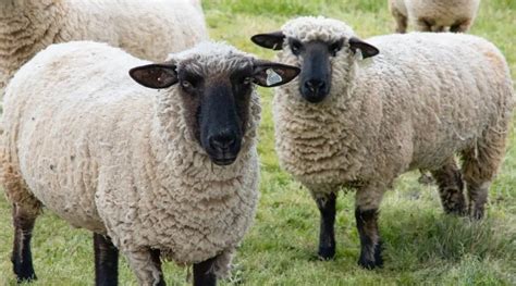 Suffolk Sheep Breed Information, History & Facts - SheepCaretaker