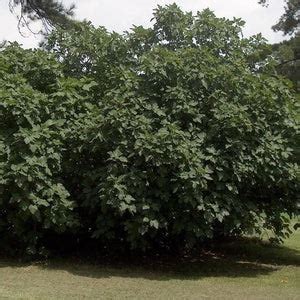 Celeste Fig Tree - 3 Gallon - PlantingTree