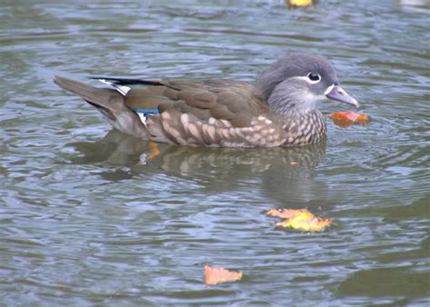 Female Mandarin Duck - a photo on Flickriver