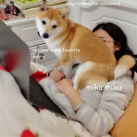 Anime | Doge | Know Your Meme