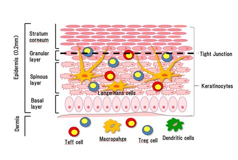 Structure of the Skin / What's LPS / Macrophi Inc. | LPS material | innate immunity | R&D