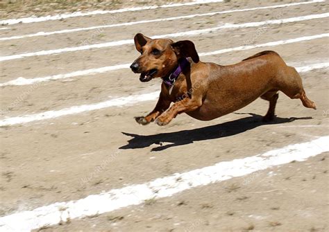 Weiner dog race. — Stock Photo © gjohnstonphoto #4897335