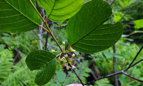 Rhamnus frangula (Rhamnaceae) image 94265 at PhytoImages.siu.edu