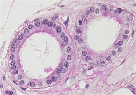 Animal tissues. Epithelium: simple cuboidal. Atlas of Plant and Animal Histology.