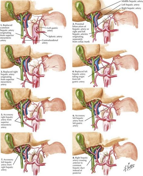 Right Hepatic Artery Anatomy