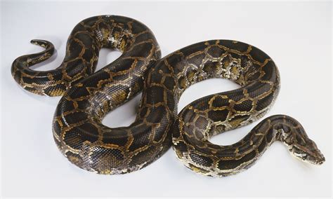 Snake Species Commonly Kept as Pets