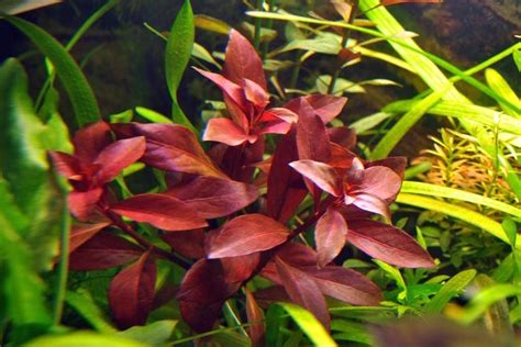 Ludwigia Repens Super Red Mini Live Aquarium Aquatic Plants | Etsy