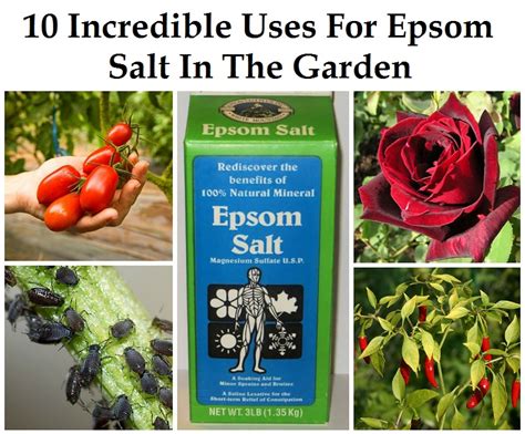 10 Incredible Epsom Salt Uses For Your Plants & Garden