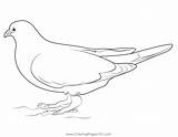 White And Grey Pigeon Coloring Page For Kids  Free Pigeons Doves sketch template