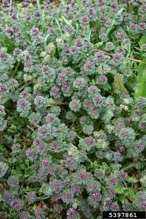 henbit (Lamium amplexicaule)