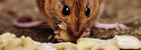 Mice Prevention: Details on the Diet of a Mouse | Earthkind