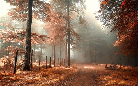 Fondos de pantalla Bosque, camino, cerca, niebla, rojo, paisaje de ...