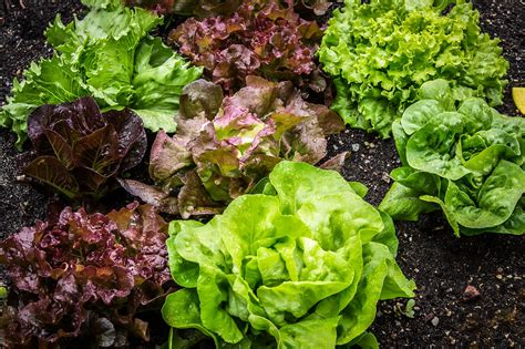 15 of the Best Lettuce Varieties to Grow for Backyard Gardeners - Garden and Happy