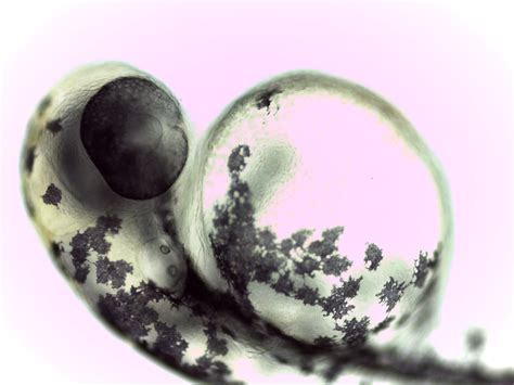 ESA - Zebrafish embryo