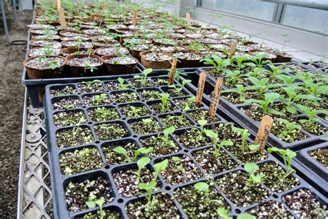 Caring for Seedlings in My Greenhouse - The Martha Stewart Blog