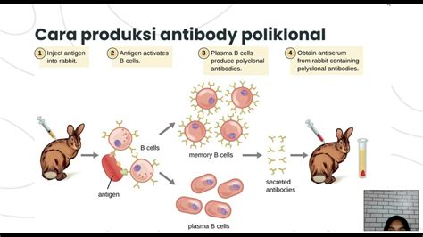 antibodi monoklonal dan poliklonal - YouTube