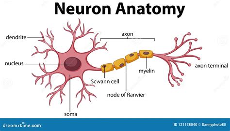 Diagram of Neuron Anatomy stock vector. Illustration of drawing - 121138040