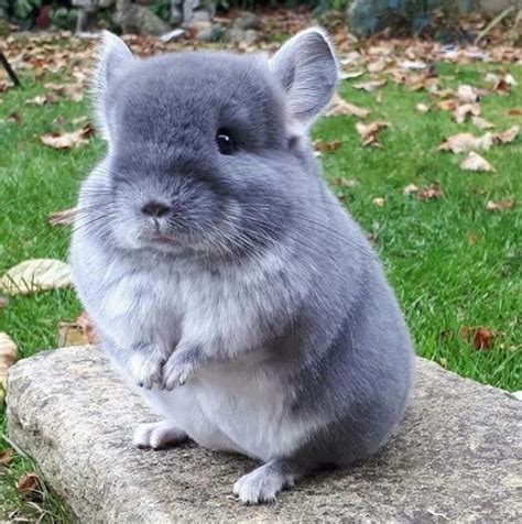 Pin on Chinchillas