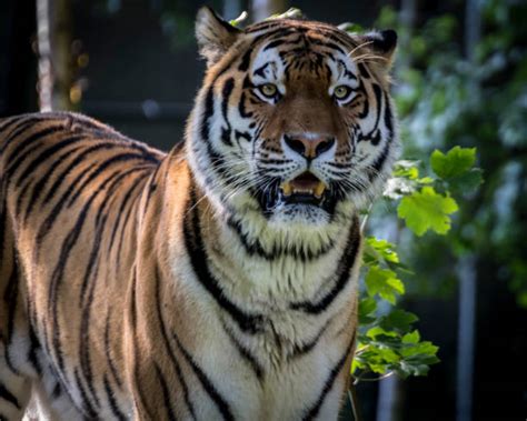 160+ Tiger Cub Angry Stock Photos, Pictures & Royalty-Free Images - iStock