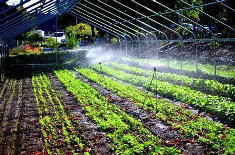 How to Build a Greenhouse Misting System - Greenhouse Info