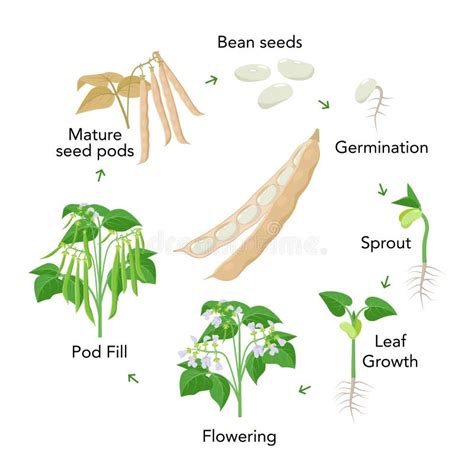 Kidney Bean Plant Life Cycle