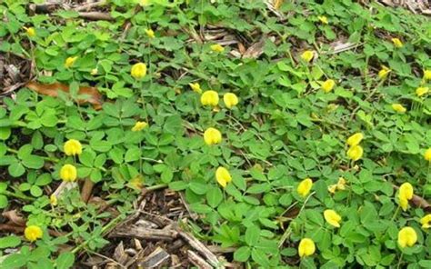 Buy Eco Turf Ornamental Peanut - Arachis glabrata 'Eco Turf' - 1 Gallon - Groundcover Plants ...