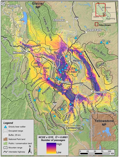 Grizzly Bear Tracking | Montana FWP