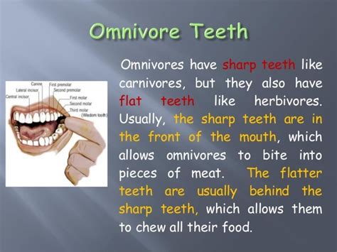 The eating-habits-of-animals-ppt-teeth