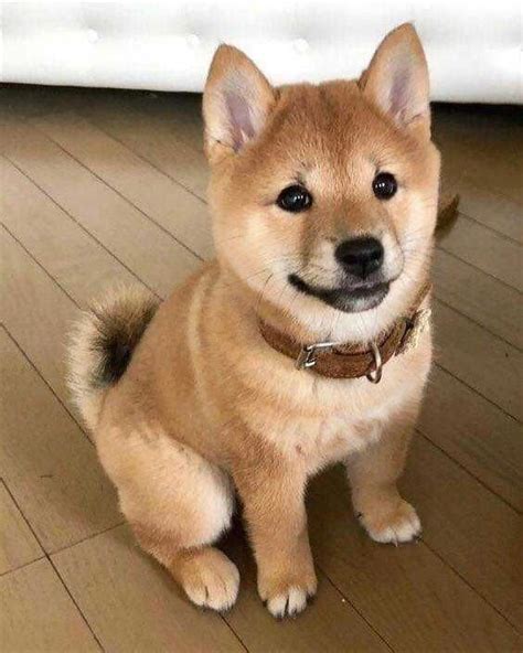 Shiba Inu puppies are cute - Imgur #dogs in 2020 | Cute puppies, Cute ...