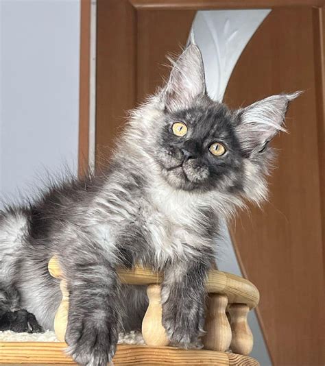 Black Maine Coon Cats for sale | Giant Maine Coon Cats — Giant Maine Coon Cats