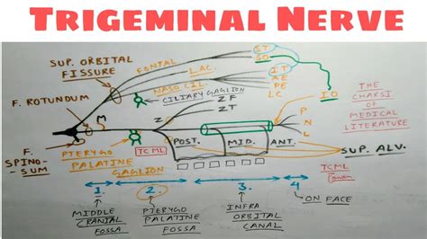 Trigeminal Nerve Maxillary Division