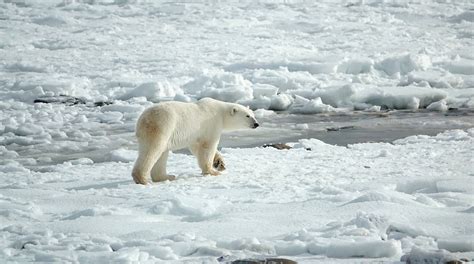 Deshielo y pérdida de su hábitat amenazan al oso polar