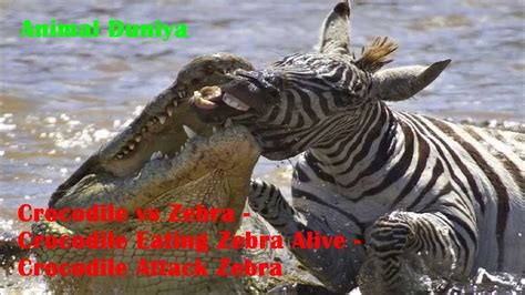 Crocodile vs Zebra - Crocodile Eating Zebra Alive - Crocodile Attack Zebra, CRAZIEST Animal ...