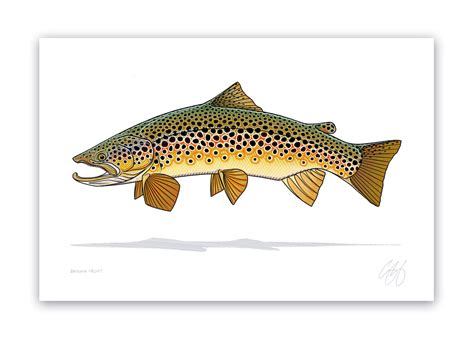 Brown Trout Print – Casey Underwood Artwork & Design