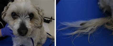 Diagnosing and treating alopecia in dogs - Veterinary Practice News