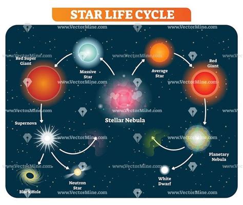 Star life cycle stages vector illustration diagram - VectorMine | Star ...