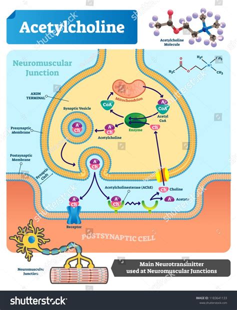 Acetylcholine vector illustration. Labeled scheme with structure of neurotransmitter, neuromuscu ...