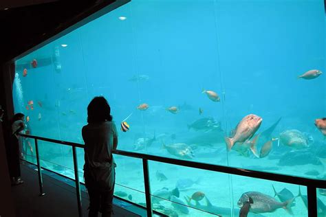 Sea World, Gold Coast, Australia. – Advanced Aquarium Technologies